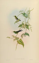 Chlorostilbon maugaeus